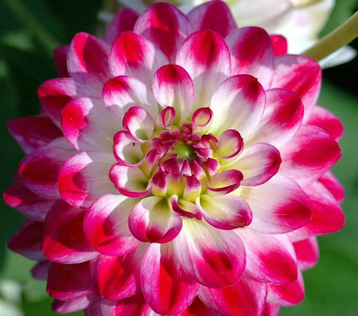 Hình ảnh hoa thược dược đẹp | Dahlien blumen