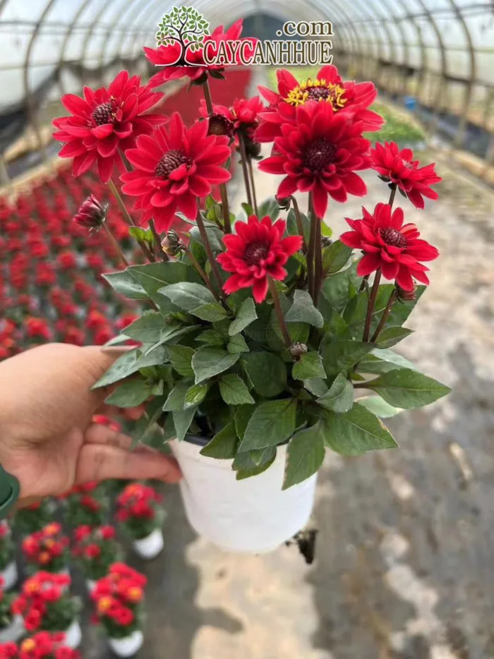 Cây hoa thược dược lùn - Đặc điểm, ý nghĩa, công dụng, cách trồng và chăm  sóc hoa thược dược lùn - Cây cảnh Huế - Công ty TNHH Huế Bốn Mùa Hoa