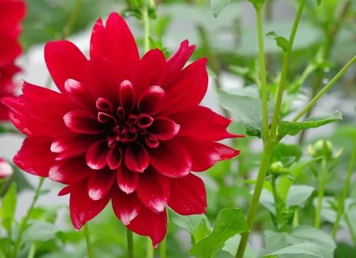 Hoa thược dược: Ý nghĩa và đặc điểm đặc trưng của loài hoa - FLoLi