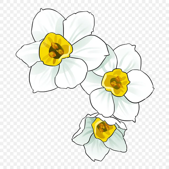 Hình ảnh Hoa Thủy Tiên PNG, Vector, PSD, và biểu tượng để tải về miễn phí |  pngtree