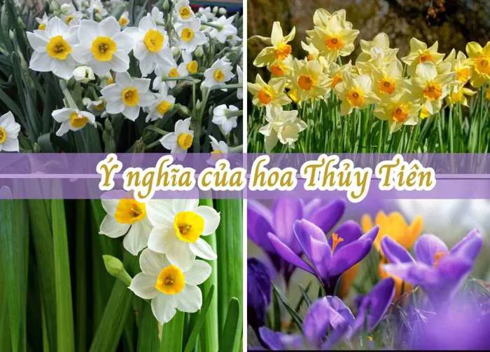 Ý Nghĩa Hoa Thủy Tiên, Công Dụng, Cách Trồng, Mua Hoa 20/10 | TIKI
