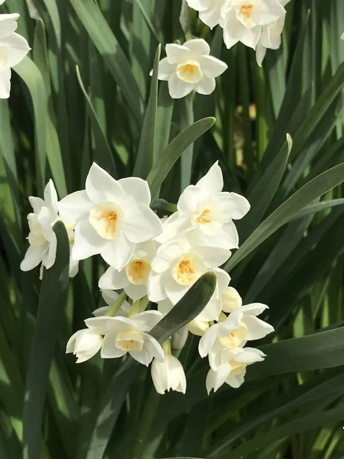 White Flowers with Green Leaves | Hoa thủy tiên hình nền, Hoa thuy tien, Cây