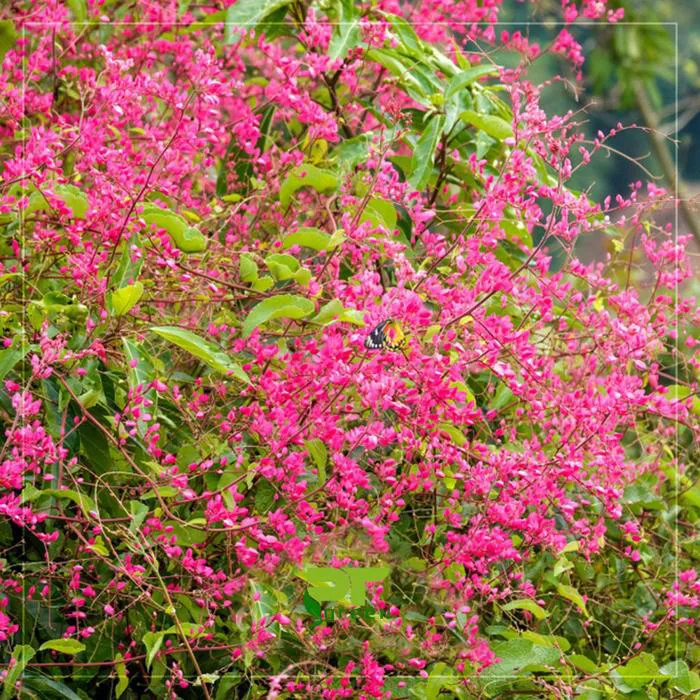 Hoa Tigon - Dây Hoa Tigon dễ trồng, Giá Bao Nhiêu?