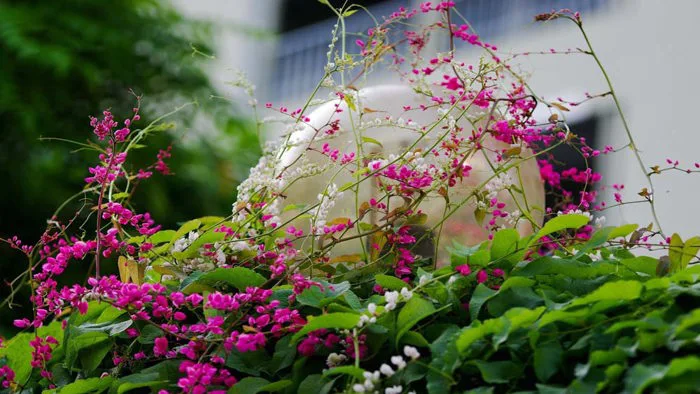 Kỹ thuật trồng hoa tigon tạo không gian nhà đẹp và lãng mạn
