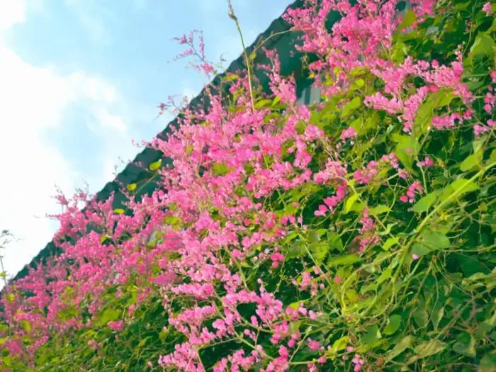 Dịu dàng giữa trời thu sắc hoa Tigon Hà Nội