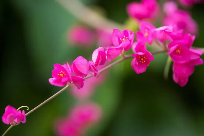 Tuyển tập những hình ảnh hoa tigon đẹp nhất