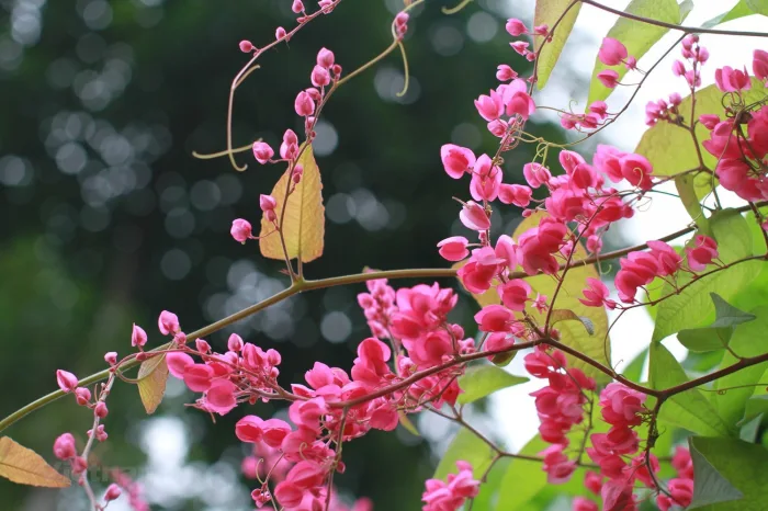 Những sự thật thú vị ít người viết về hoa Tigon