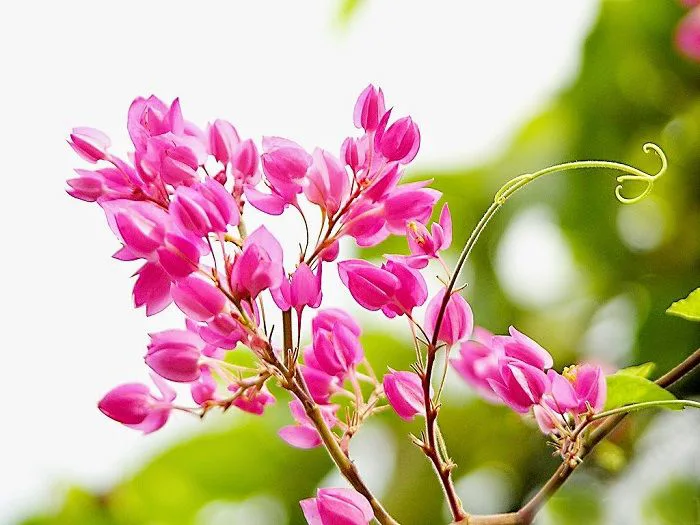 Hoa ti-gôn tiếng anh: Định nghĩa và cách phát âm đúng | Familiar wild  flowers figured and described, Laotian flower, How to grow antigonon  leptopus