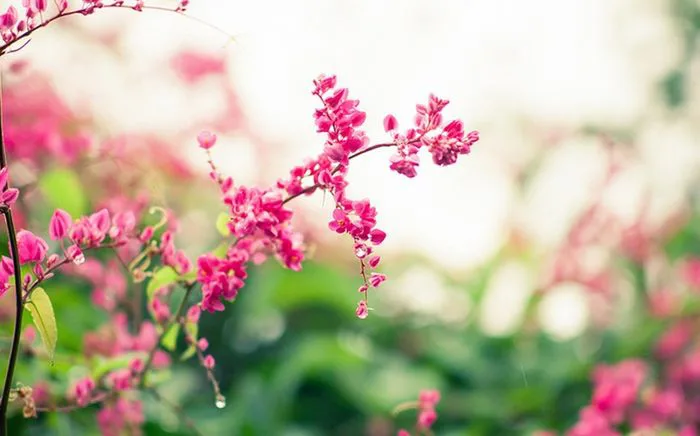 Tuyển tập những hình ảnh hoa tigon đẹp nhất