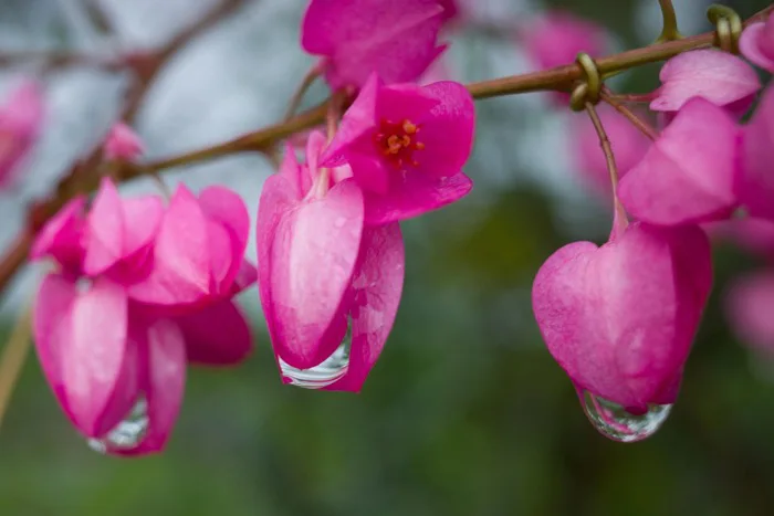 10+ Tigon & ảnh Thiên Nhiên miễn phí - Pixabay
