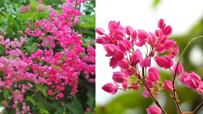 Trồng cây hoa tigon (ti gôn) có ý nghĩa phong thủy tốt không? Nên tròng  tigon ở vị trí nào?