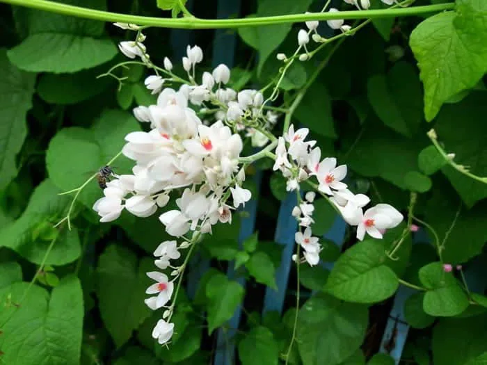 Hoa tigon (hoa trắng , đỏ, hồng)