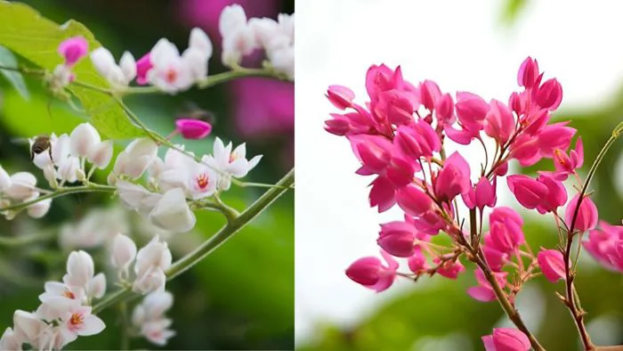 Trồng hoa tigon (ti gôn) trước nhà có tốt về phong thủy không?