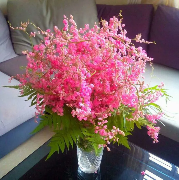 Hình ảnh hoa tigon đẹp nhất