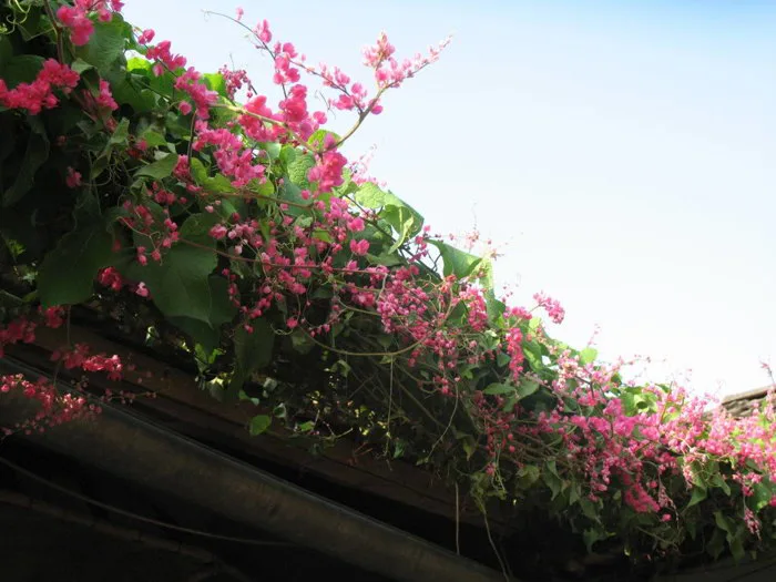 Ý Nghĩa Hoa Tigon | Nguồn Gốc, Đặc Điểm & Cách Trồng