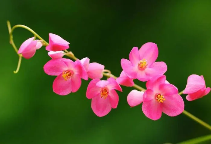 Ngắm vẻ đẹp mong manh của loài hoa 'trái tim tan vỡ' - Tạp chí Doanh nghiệp  Việt Nam