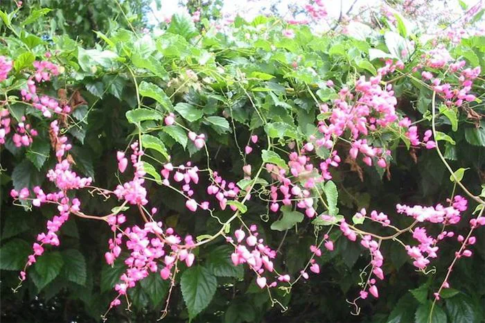 Tuyển tập những hình ảnh hoa tigon đẹp nhất