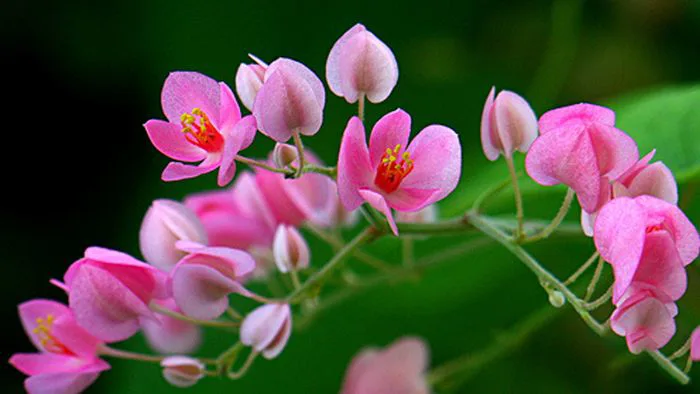 Tuyển tập những hình ảnh hoa tigon đẹp nhất