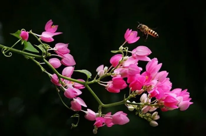 Hình ảnh hoa tigon đẹp nhất