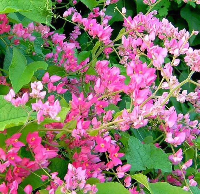 Hình ảnh hoa tigon đẹp nhất