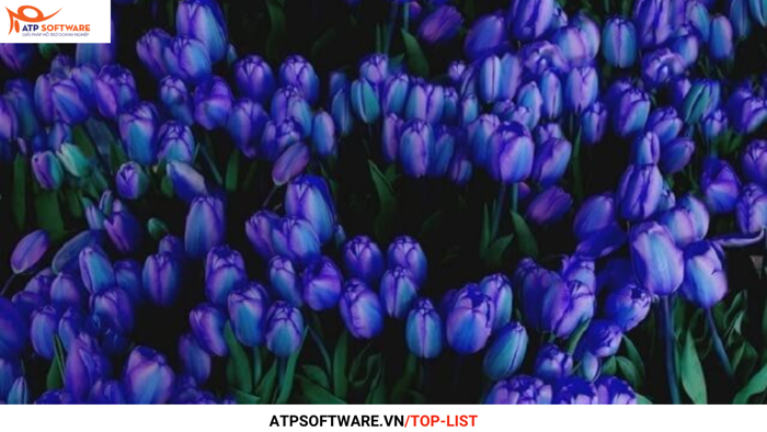 Top 7 loài hoa tượng trưng cho tình bạn | ATP Software