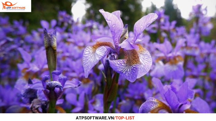 Top 7 loài hoa tượng trưng cho tình bạn | ATP Software