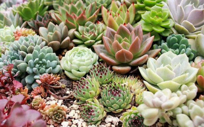 Hoa tượng trưng cho tình bạn: TOP 10 loài hoa ý nghĩa nên tặng bạn thân