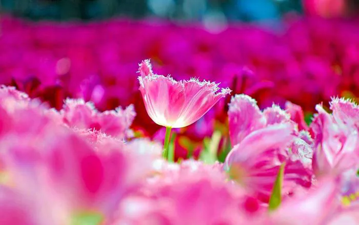 Hình nền hoa đẹp nhất cho máy tính của bạn