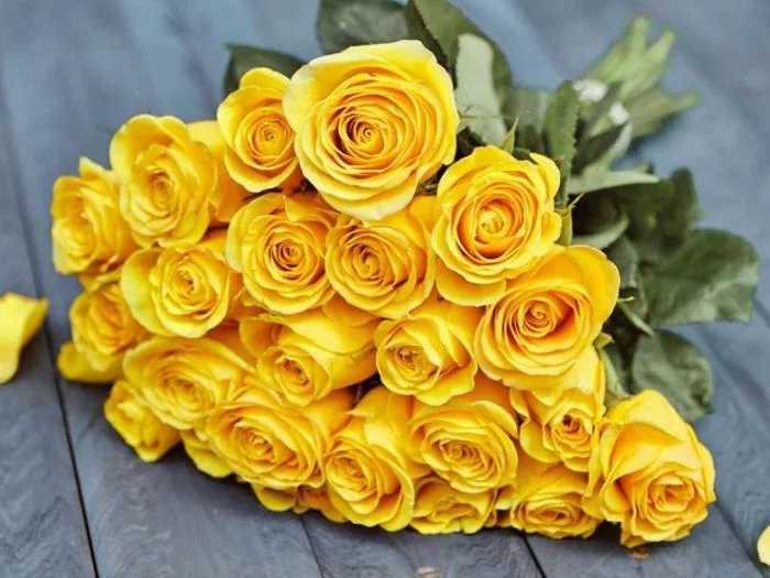 Top 11+ hoa tượng trưng cho tình bạn ý nghĩa và chân thành