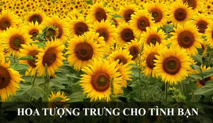 Hoa tượng trưng cho tình bạn: TOP 10 loài hoa ý nghĩa nên tặng bạn thân
