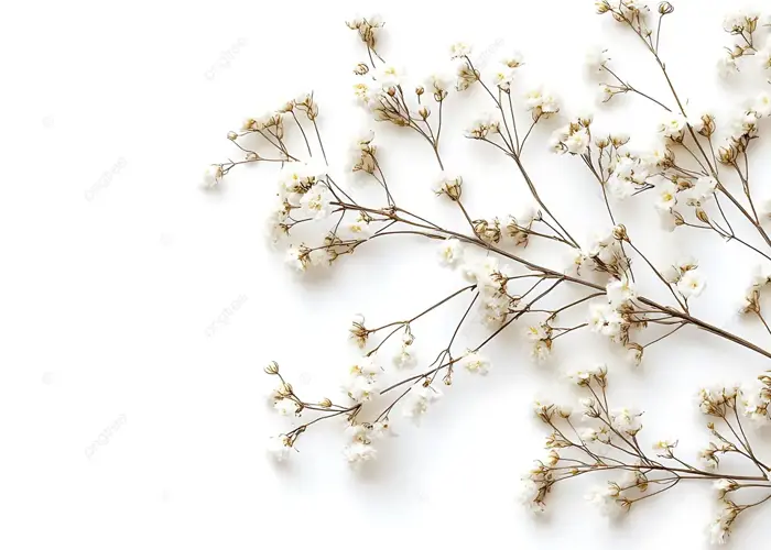 Hình nền Hoa Trắng Trên Nền Tối Giản Với Không Gian Cho Văn Bản, Hoa,  Trắng, Lý Lịch Background Vector để tải xuống miễn phí - Pngtree