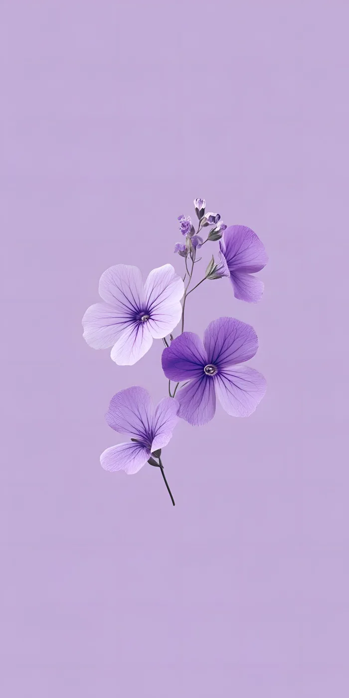 Hình Nền Tối Giản Hoa Tím Violet | 2208x4416 | Wallpaper Alchemy