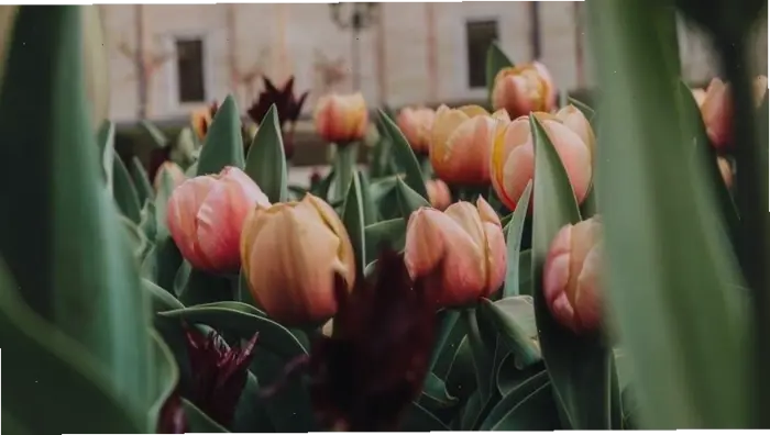 Tải hình nền điện thoại chill hoa: Tuyển tập hình nền hoa tulip đẹp nhất  2026