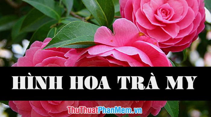 Tuyển tập những hình ảnh hoa trà my đẹp nhất