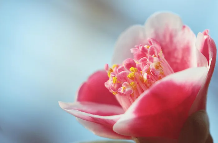 800+ Camellia & ảnh Nền Hoa miễn phí - Pixabay