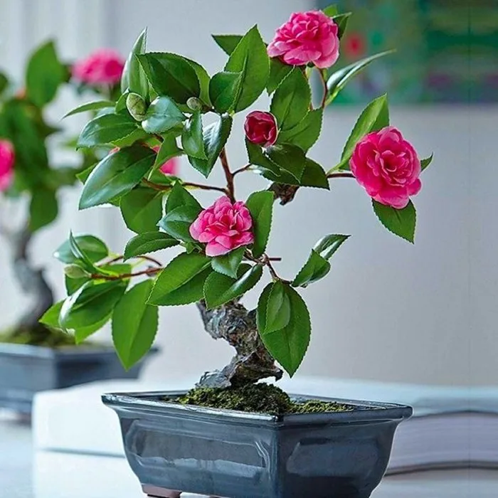 HÌNH ẢNH HOA TRÀ MY - Siêu Thị Hạt Giống