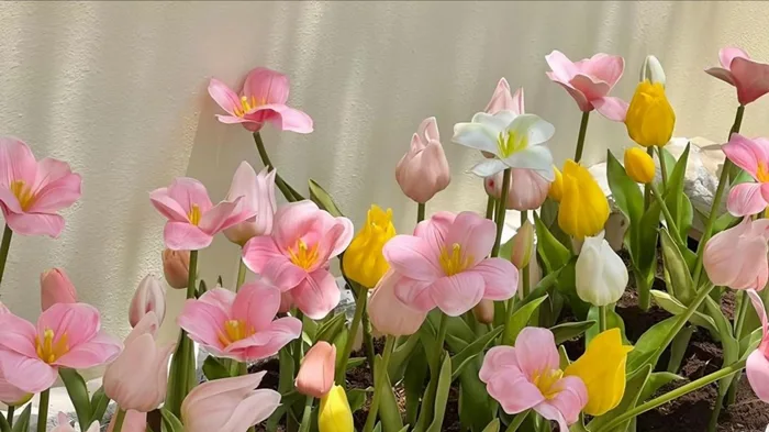109+ Ảnh Hoa Tulip Đẹp Nhất - Tải Hình Nền Tulip 4K Miễn Phí