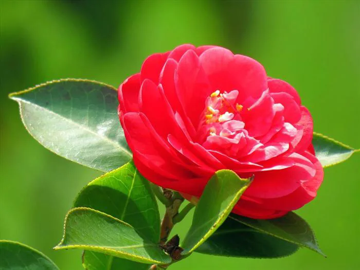 HÌNH ẢNH HOA TRÀ MY - Siêu Thị Hạt Giống