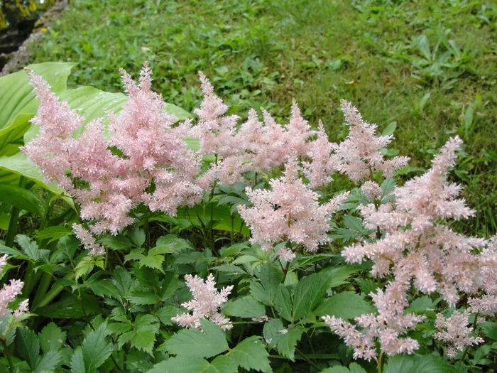 hình ảnh : cây trân châu mai, thực vật, hoa, Meadowsweet, Cây bụi, Nhà máy  hàng năm, Lớp bao phủ bề mặt, cây tú cầu 3648x2736 - Cimi - 1424387 - hình  ảnh đẹp - PxHere