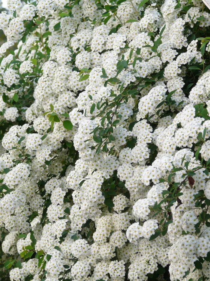 hình ảnh : thực vật, trắng, Hoa, Cây bụi, Cây cảnh, cây trân châu mai,  Candytuft, Yarrow, hàng rào, Sự nở hoa, Anthriscus, thực vật có hoa, Daisy  family, Umbel, Rau mùi