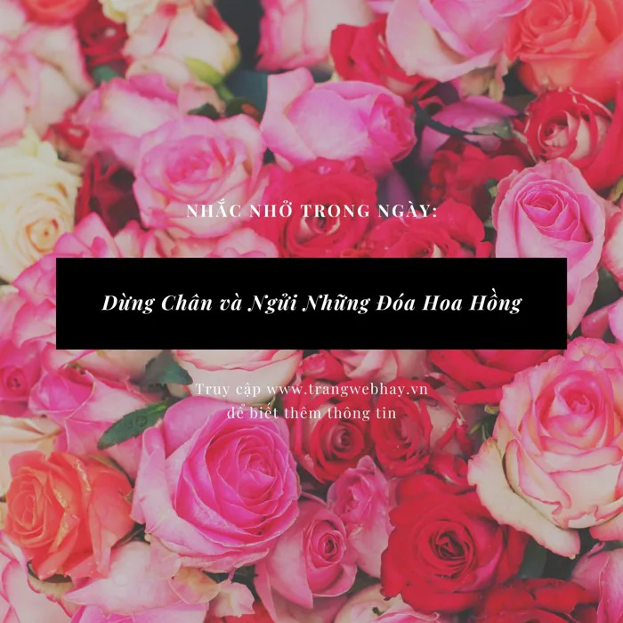 Trang 8 – Hình ảnh hoa đào đẹp cho thiệp, banner và hình nền | Canva