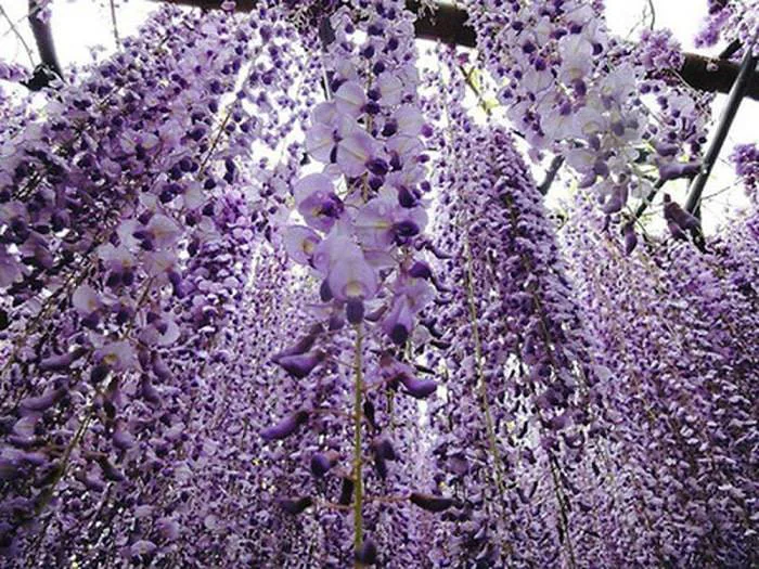 Ý nghĩa hoa tử đằng, cách trồng và chăm sóc giúp nhanh ra hoa đẹp