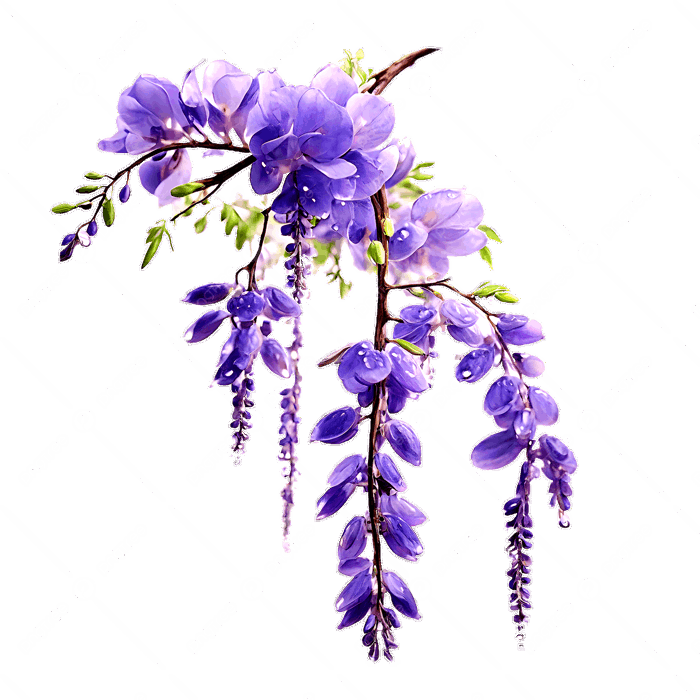 Hình ảnh Hoa Tử đằng Tím Rung Cảm PNG , Hoa Tử đằng, Hoa Tử đằng, Cây Tử  đằng PNG trong suốt và Vector để tải xuống miễn phí