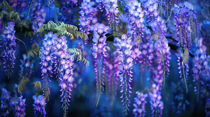 Hoa Tử đằng đẹp Trong Vườn Ảnh Và Hình ảnh Để Tải Về Miễn Phí - Pngtree