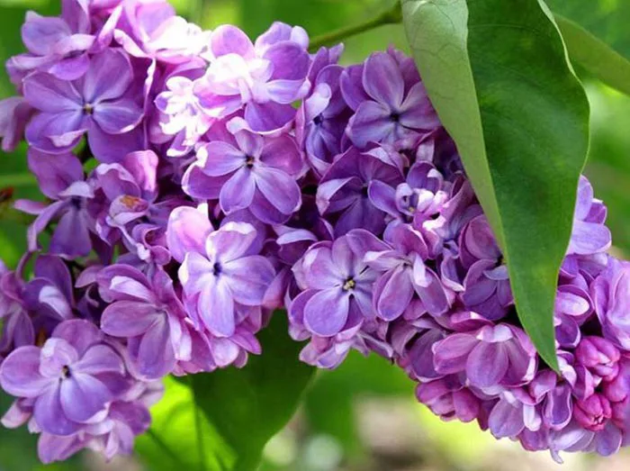 Hoa tử đinh hương: Ý nghĩa theo màu sắc và văn hóa các nước - FLoLi