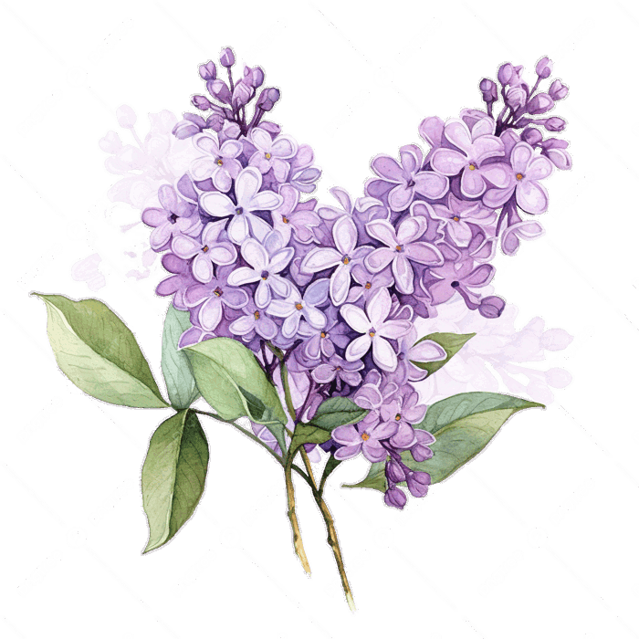 Hình ảnh Vẽ Màu Nước Với Hoa Tử đinh Hương PNG , Hoa, Tử đinh Hương, Cô Lập  PNG trong suốt và Vector để tải xuống miễn phí