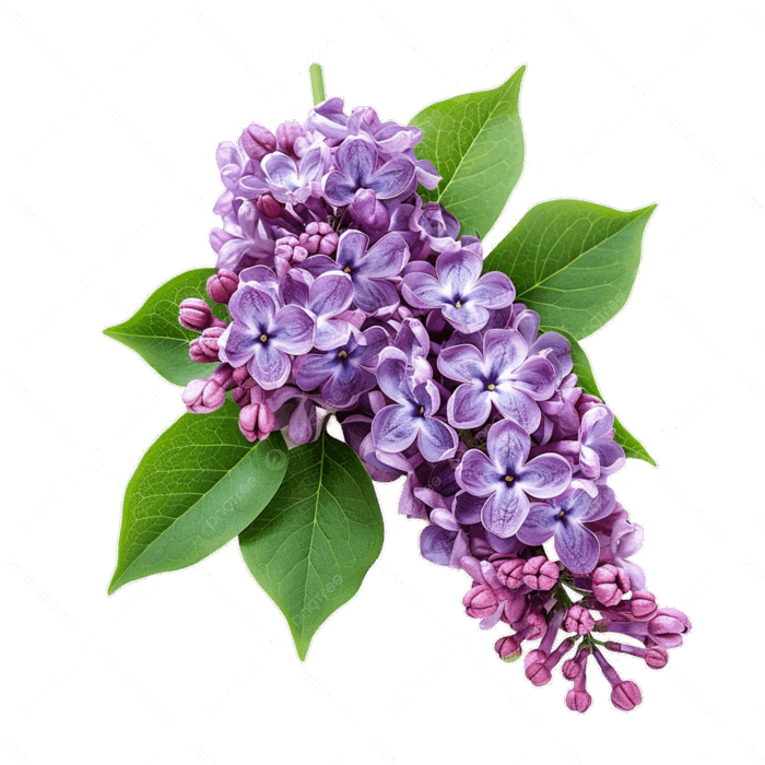 Hình ảnh Hoa Tử đinh Hương PNG , Hoa Thơm, Vẻ đẹp Mùa Xuân, Cánh Hoa Màu  Tím PNG trong suốt và Vector để tải xuống miễn phí