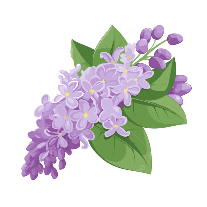 Hình ảnh Clipart Hoa Tử đinh Hương Hoa Tử đinh Hương Tím Với Lá Xanh Hoạt  Hình Vector PNG , Clipart Hoa, Clip Nghệ Thuật Hoạt Hình, Clipart Màu Xanh  Lá Cây