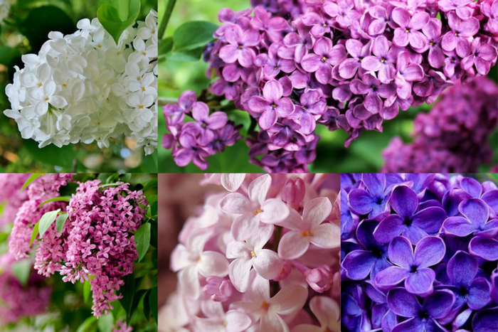 Ý Nghĩa Hoa Tử Đinh Hương (Lilac), Hình Ảnh & Công Dụng Của Lilac – Flosa