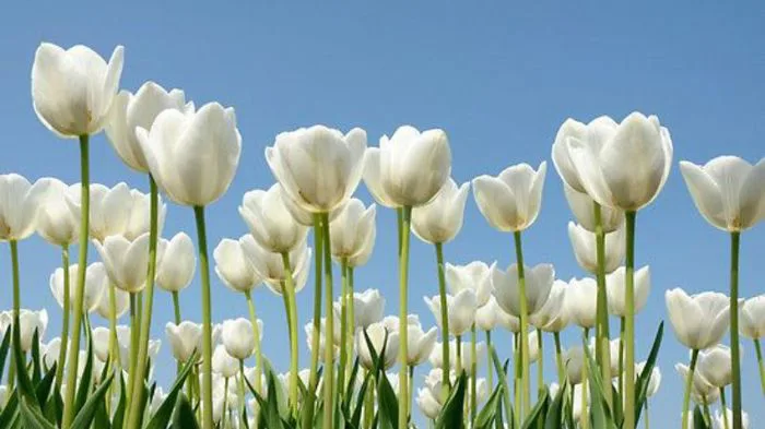 1001+ Hình nền hoa Tulip đẹp nhất, chất lượng full HD, 4K sắc nét